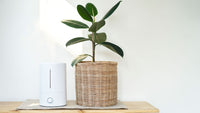 How to Make House Smell Good While Using air purifier