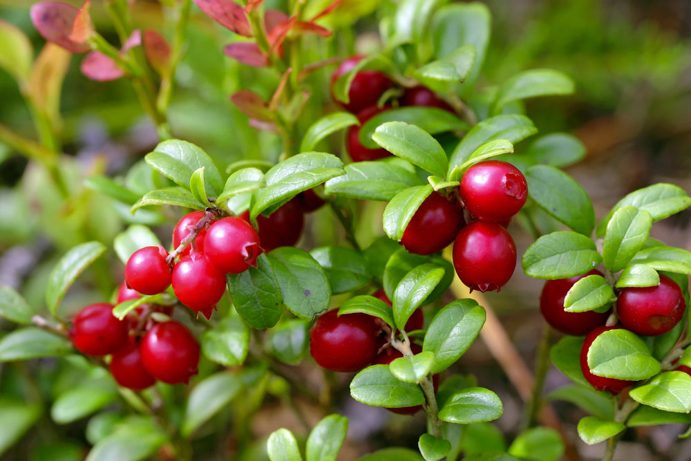 A Scent Study Series: The Crisp Cranberry