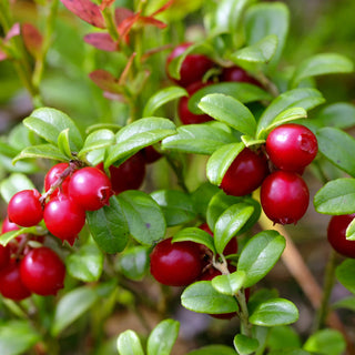 A Scent Study Series: The Crisp Cranberry