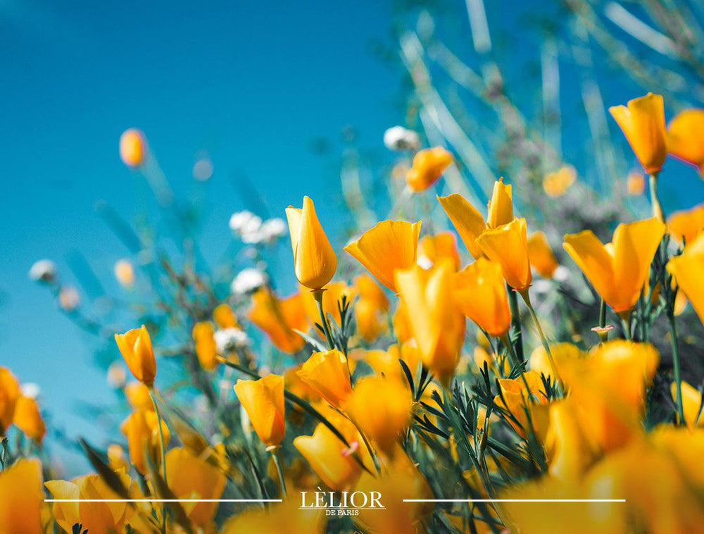 Exploring the Floral Notes in Lèlior's Spring Scents