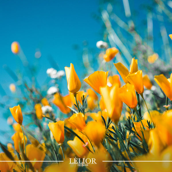 Illustrative image for Exploring the Floral Notes in Lèlior's Spring Scents