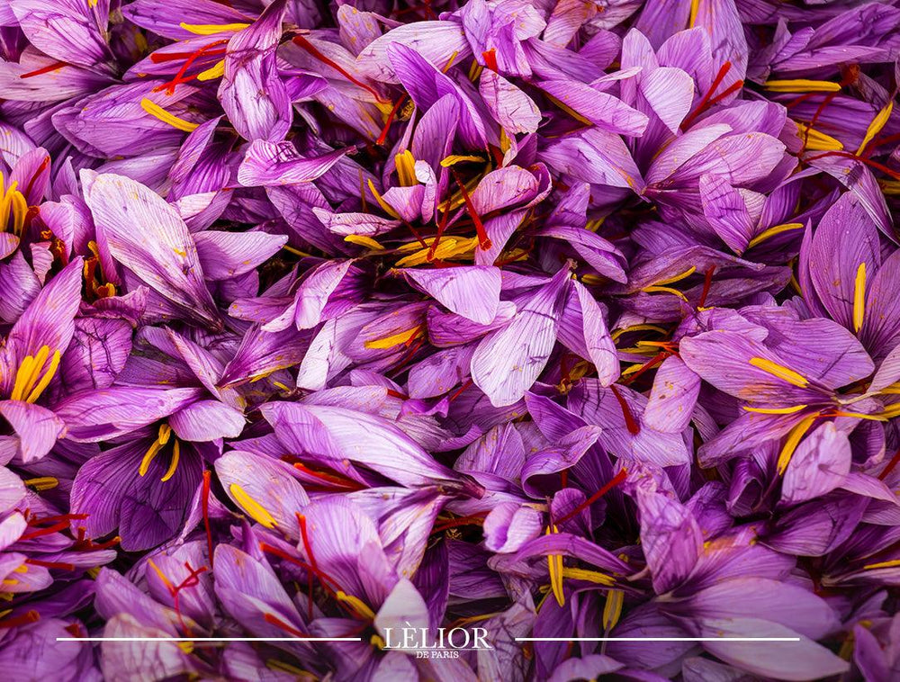 Saffron: The Golden Elixir of Perfumery