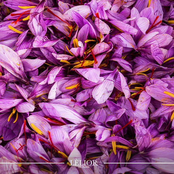 Illustrative image for Saffron: The Golden Elixir of Perfumery