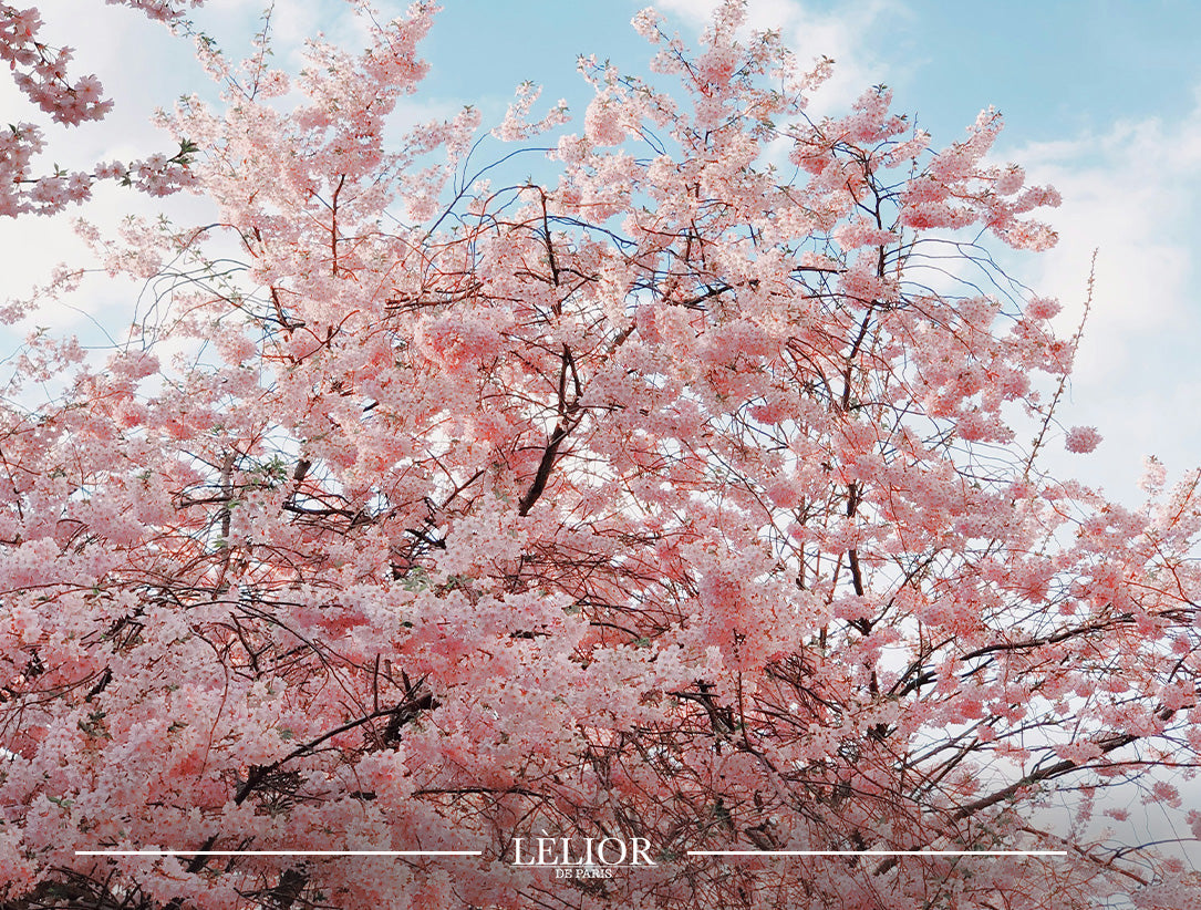 Embracing Spring: Cherry Blossom Notes in the Best Fragrances