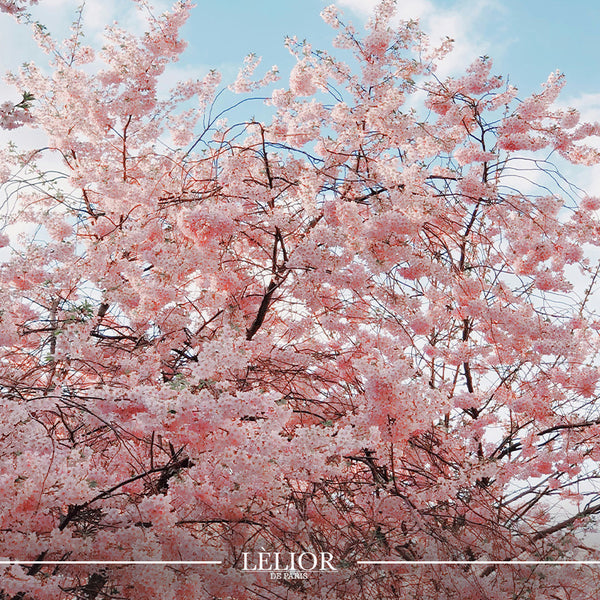 Illustrative image for Embracing Spring: Cherry Blossom Notes in the Best Fragrances