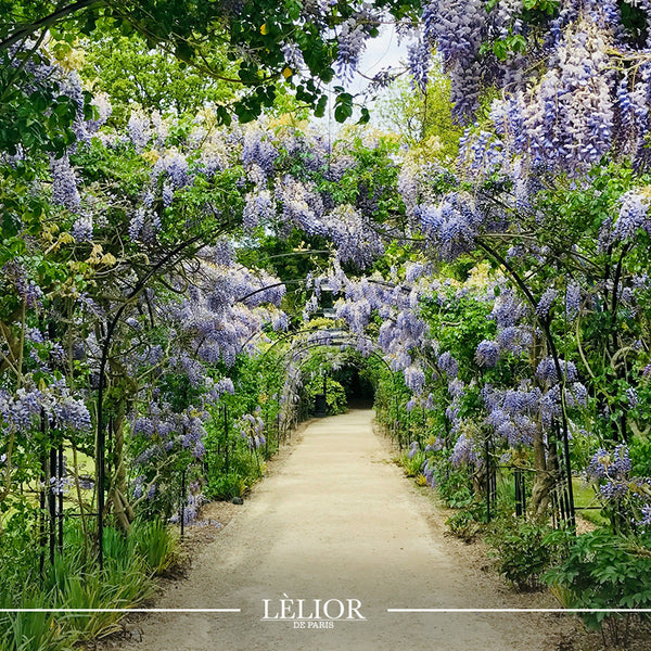 Illustrative image for Lèlior's Flower Collection: From a Garden to a Bottle