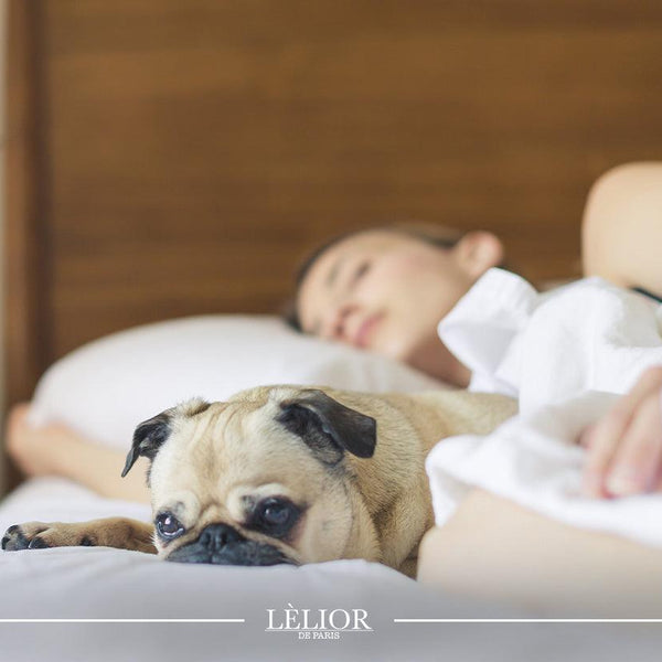 Illustrative image for Scent Your Way to a Good Night’s Sleep