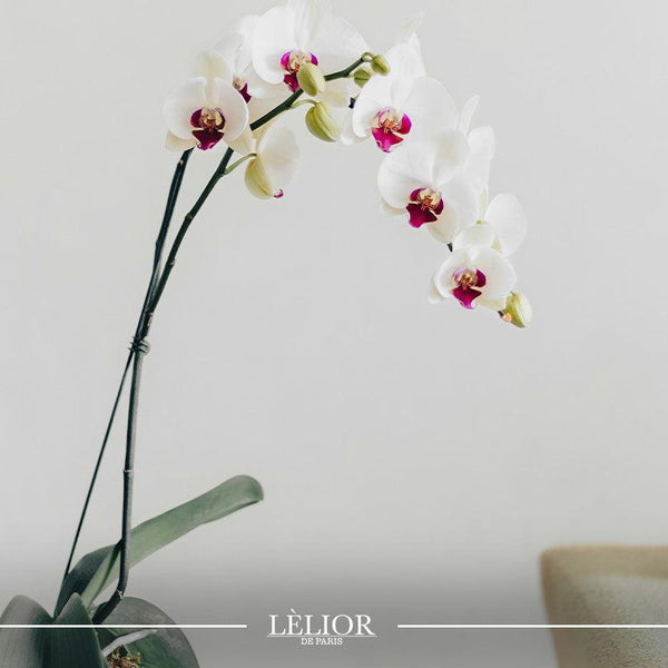 Illustrative image for Celebrating National Orchid Day: A Fascinating Journey into the World of Orchid