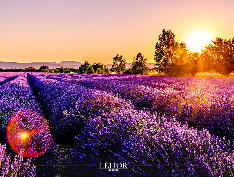 Unlocking the Beauty and Benefits of Lavender Through Aromatherapy