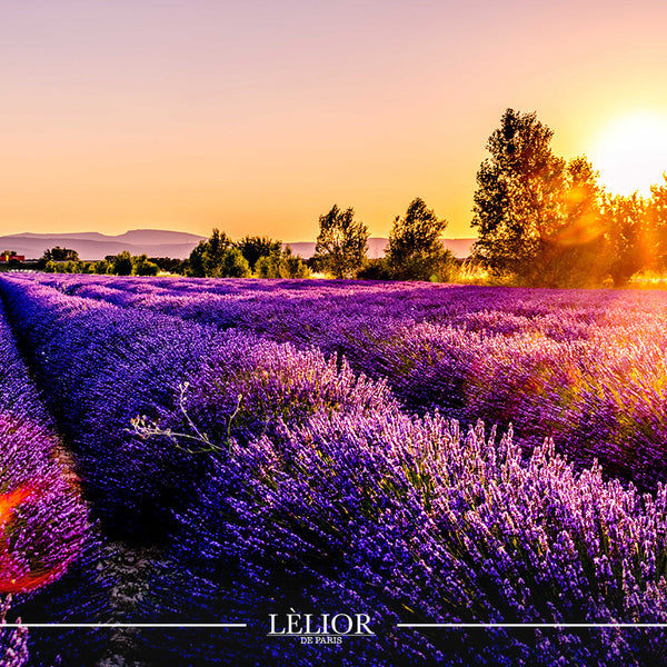 Illustrative image for Unlocking the Beauty and Benefits of Lavender Through Aromatherapy