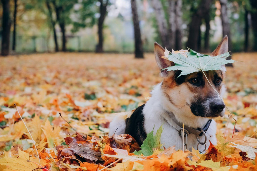 Fall-ing for Fragrances