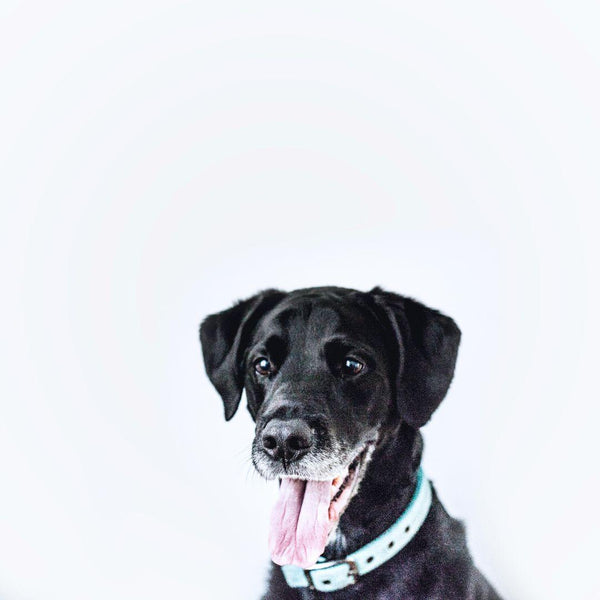 Illustrative image for How Some Essential Oils Affect Pets