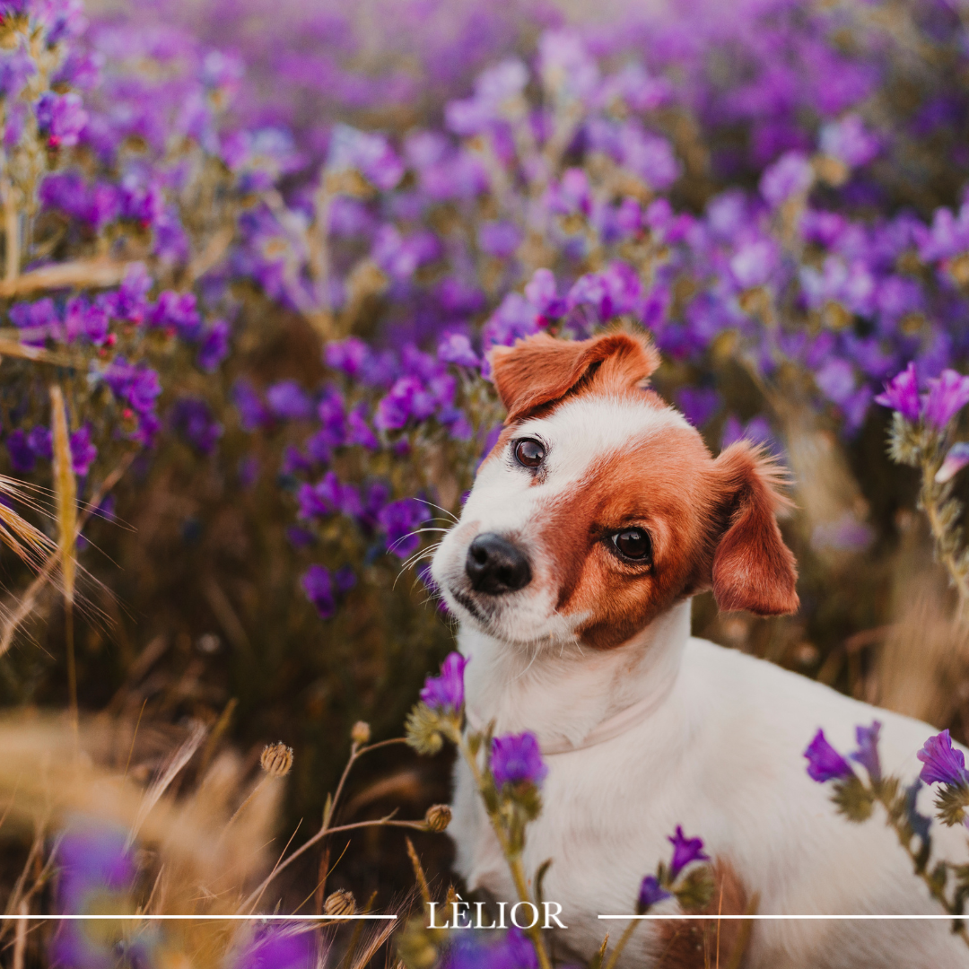 Why the Best Lavender Oil is a Safe Choice for Your Pets