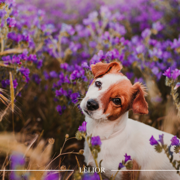 Illustrative image for Why the Best Lavender Oil is a Safe Choice for Your Pets