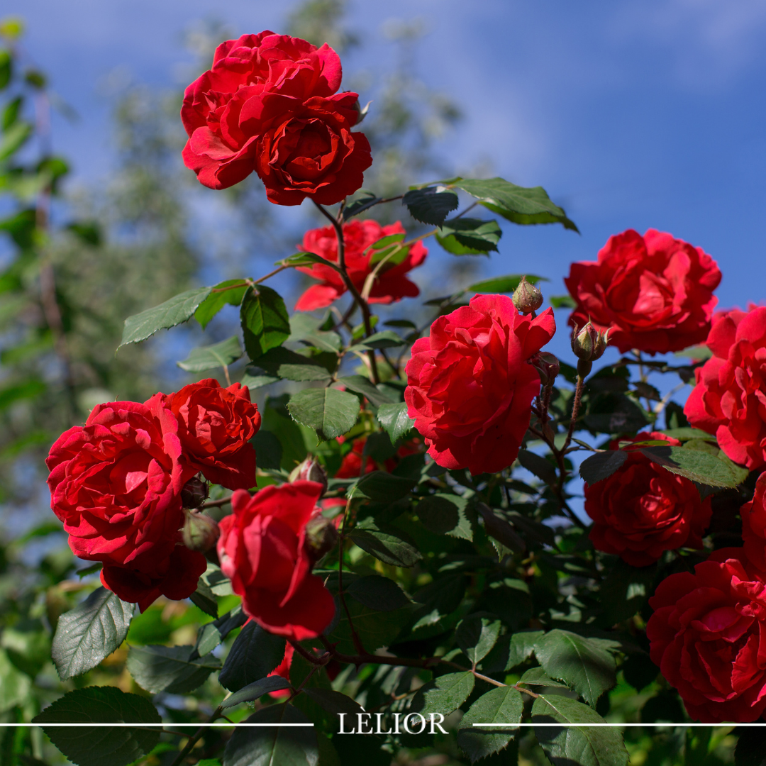 Find Your Fragrance: The Role of a Rose in Perfumery