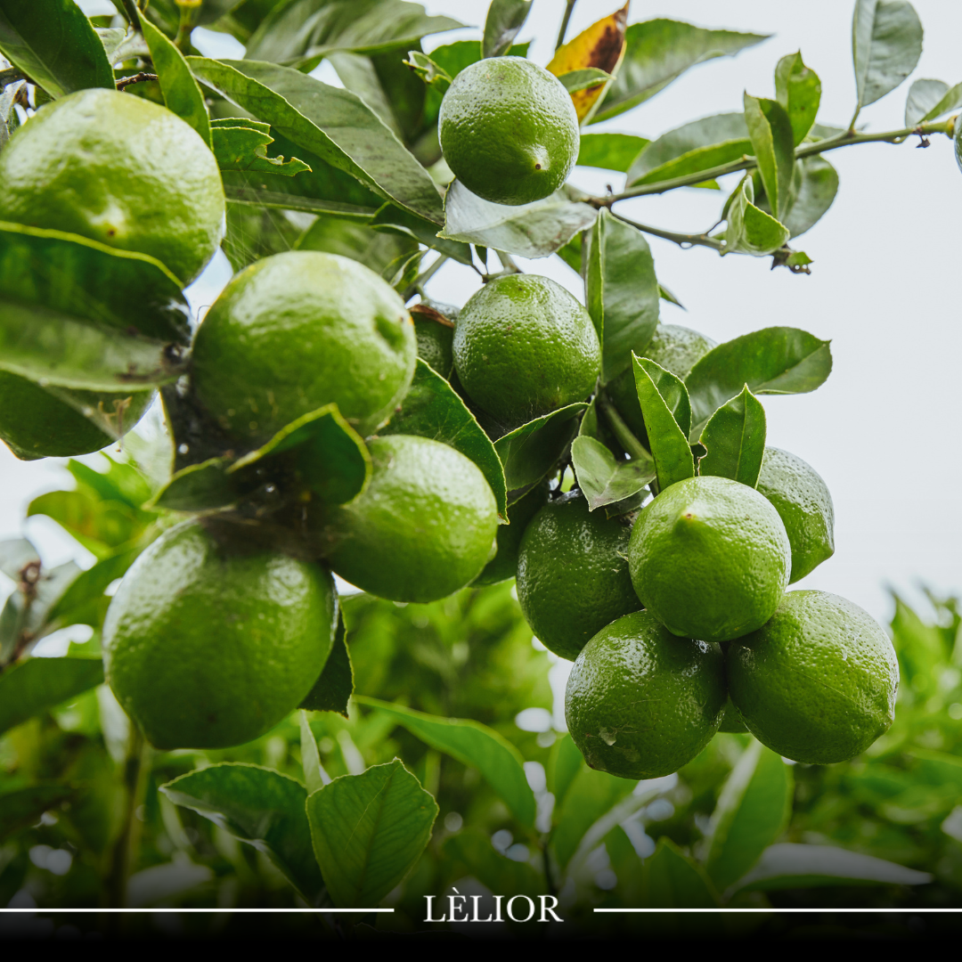 Embrace the Zesty Charm of Lime in Home Fragrance