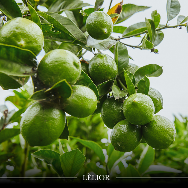 Illustrative image for Embrace the Zesty Charm of Lime in Home Fragrance