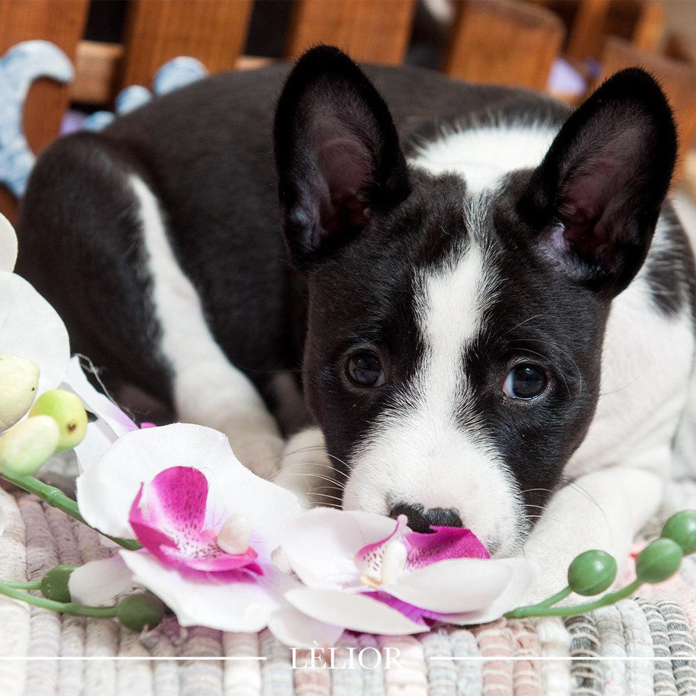 Top Five Pet-Friendly Plants & Flowers