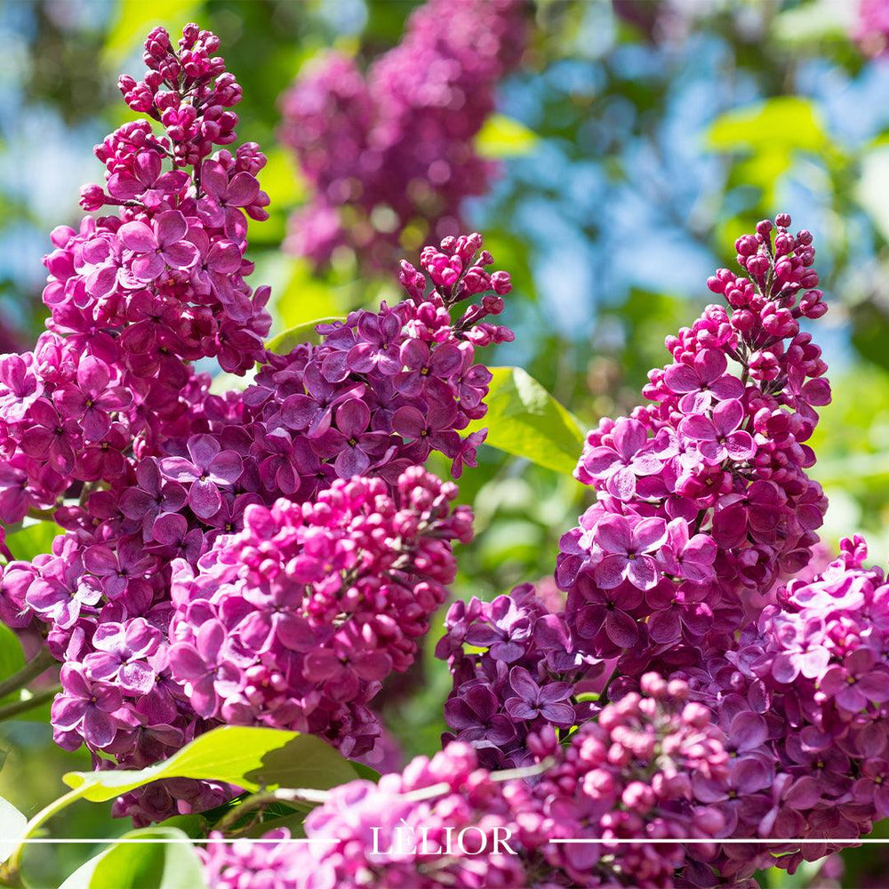 A Scent Study Series: Lively Lilac