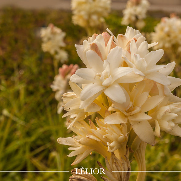 Illustrative image for A Scent Study Series: Tantalizing Tuberose